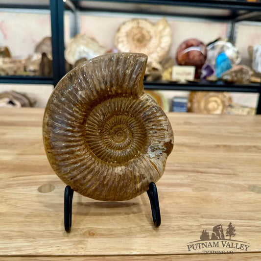 Jurassic Ammonite Fossil 6.34’’ - Fossil Specimen