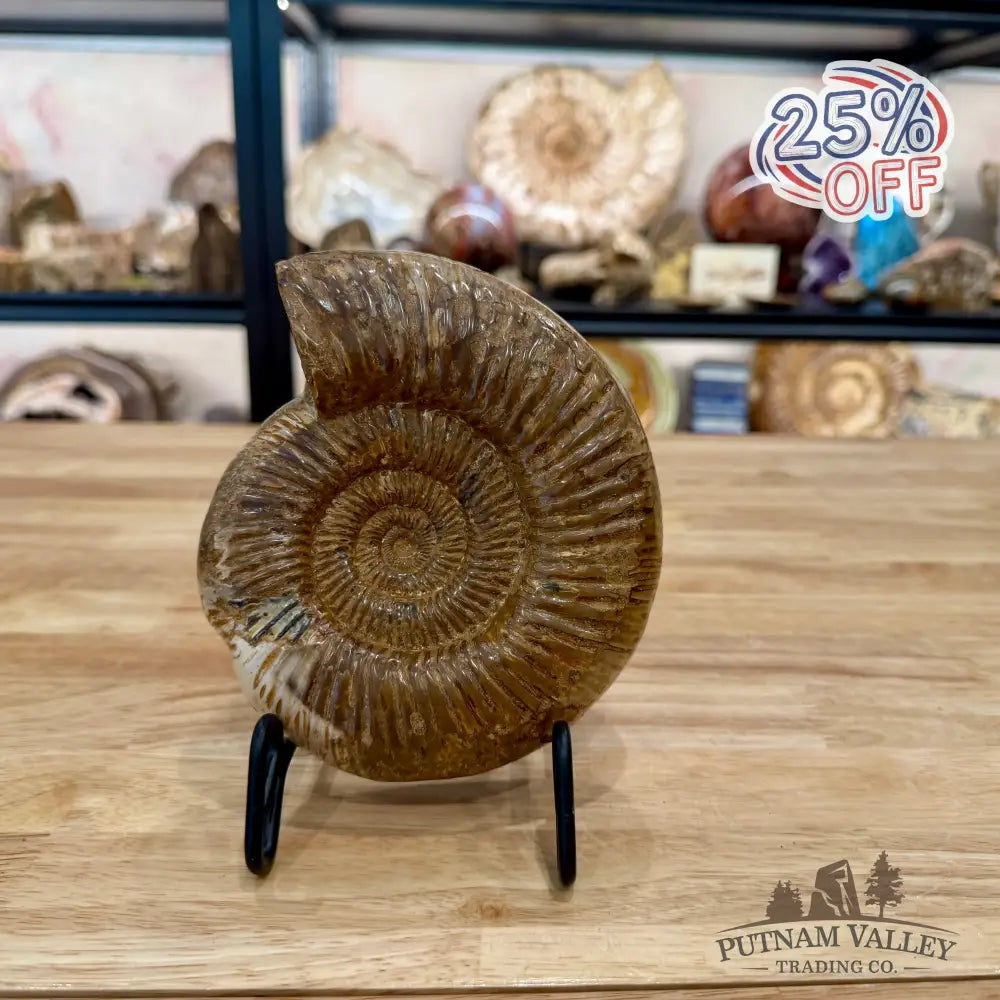 Jurassic Ammonite Fossil 6.34’’ - Fossil Specimen