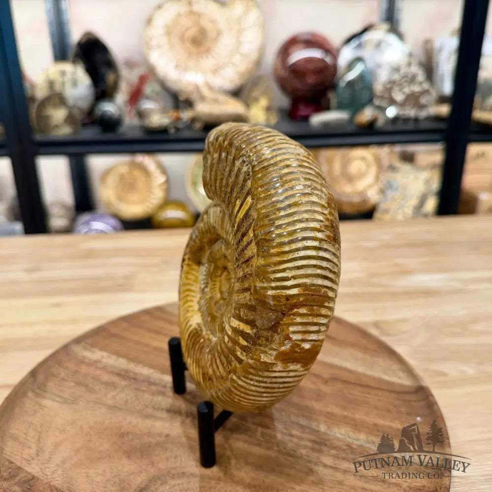 Jurassic Ammonite Fossil 6.34’’ - Fossil Specimen