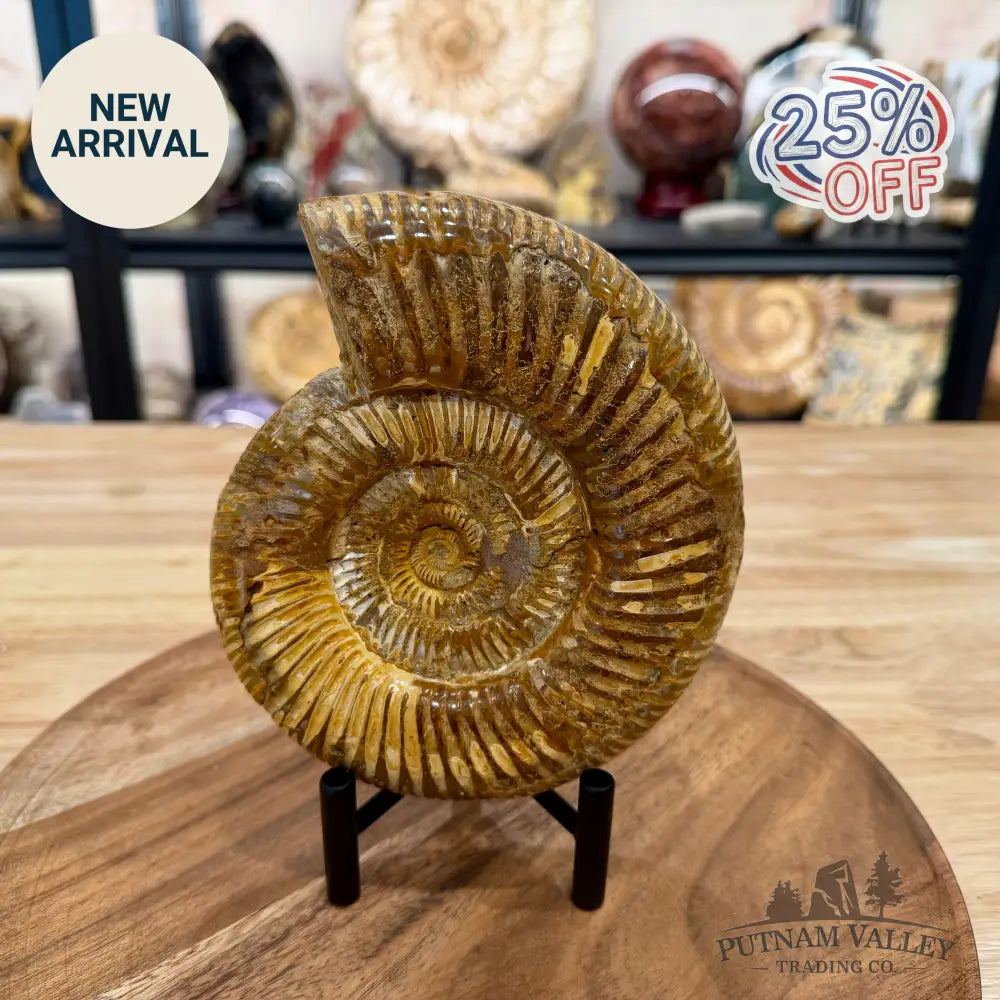 Jurassic Ammonite Fossil 6.34’’ - Fossil Specimen