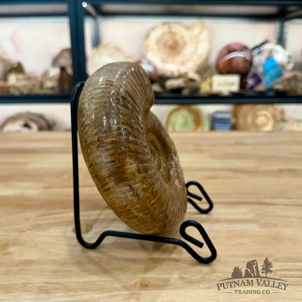 Jurassic Ammonite Fossil 6.34’’ - Fossil Specimen
