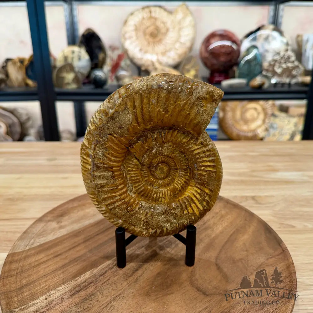Jurassic Ammonite Fossil 6.34’’ - Fossil Specimen