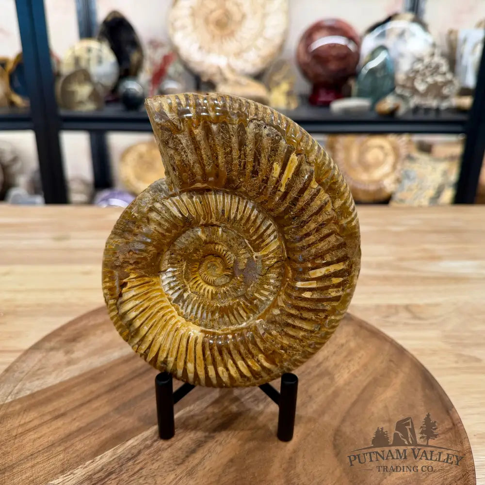 Jurassic Ammonite Fossil 6.34’’ - Fossil Specimen