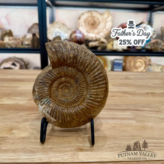 Jurassic Ammonite Fossil 6.34’’ - Fossil Specimen