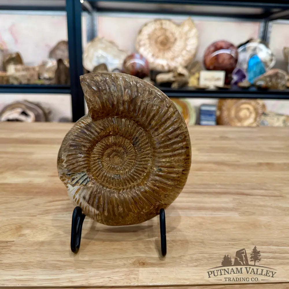 Jurassic Ammonite Fossil 6.34’’ - Fossil Specimen