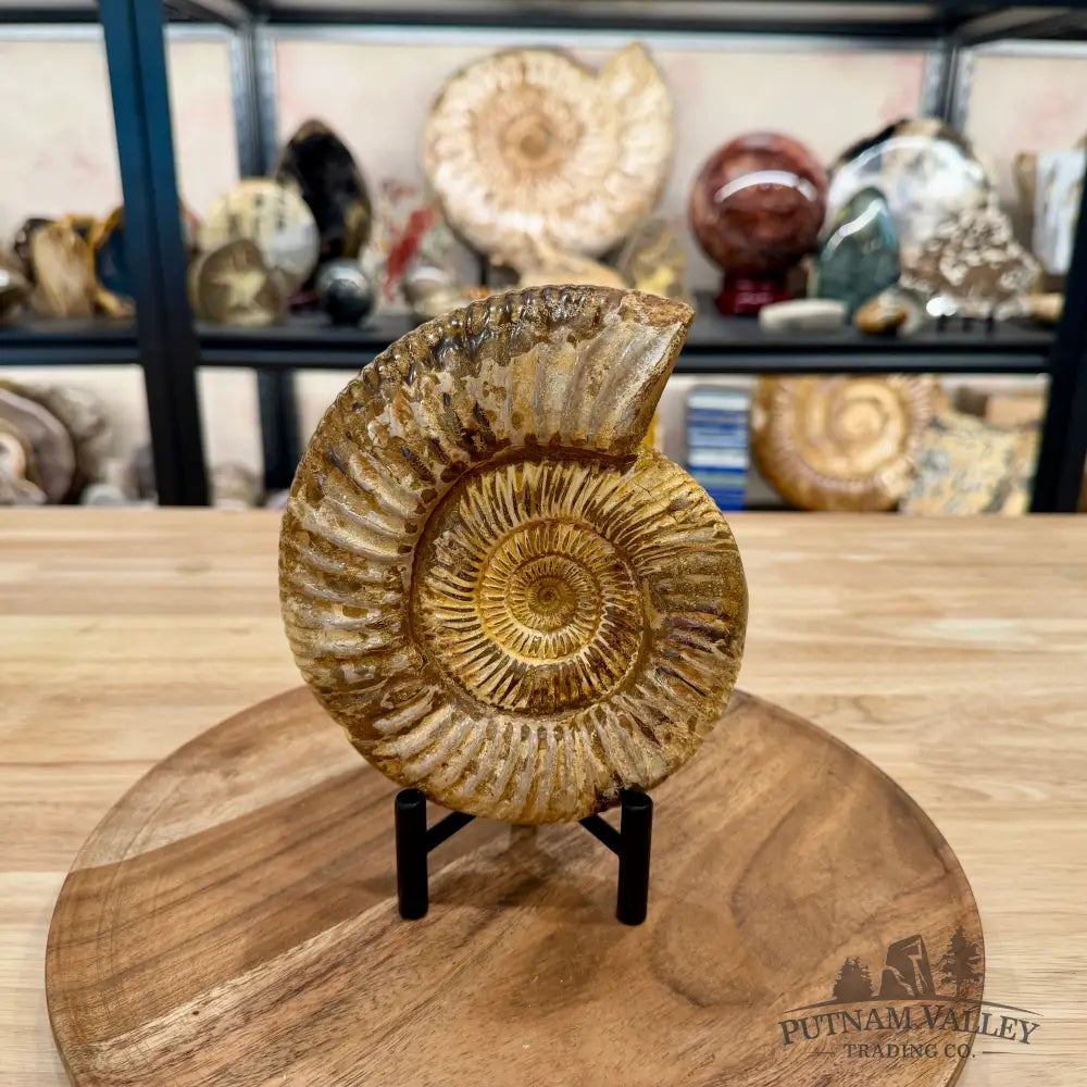 Jurassic Ammonite Fossil 6.45’’ - Fossil Specimen