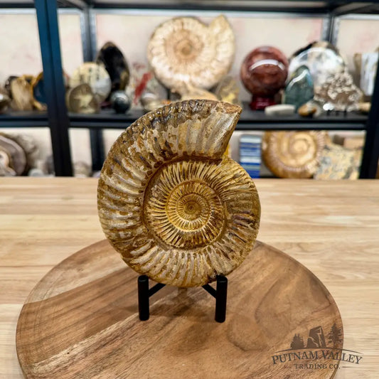 Jurassic Ammonite Fossil 6.45’’ - Fossil Specimen
