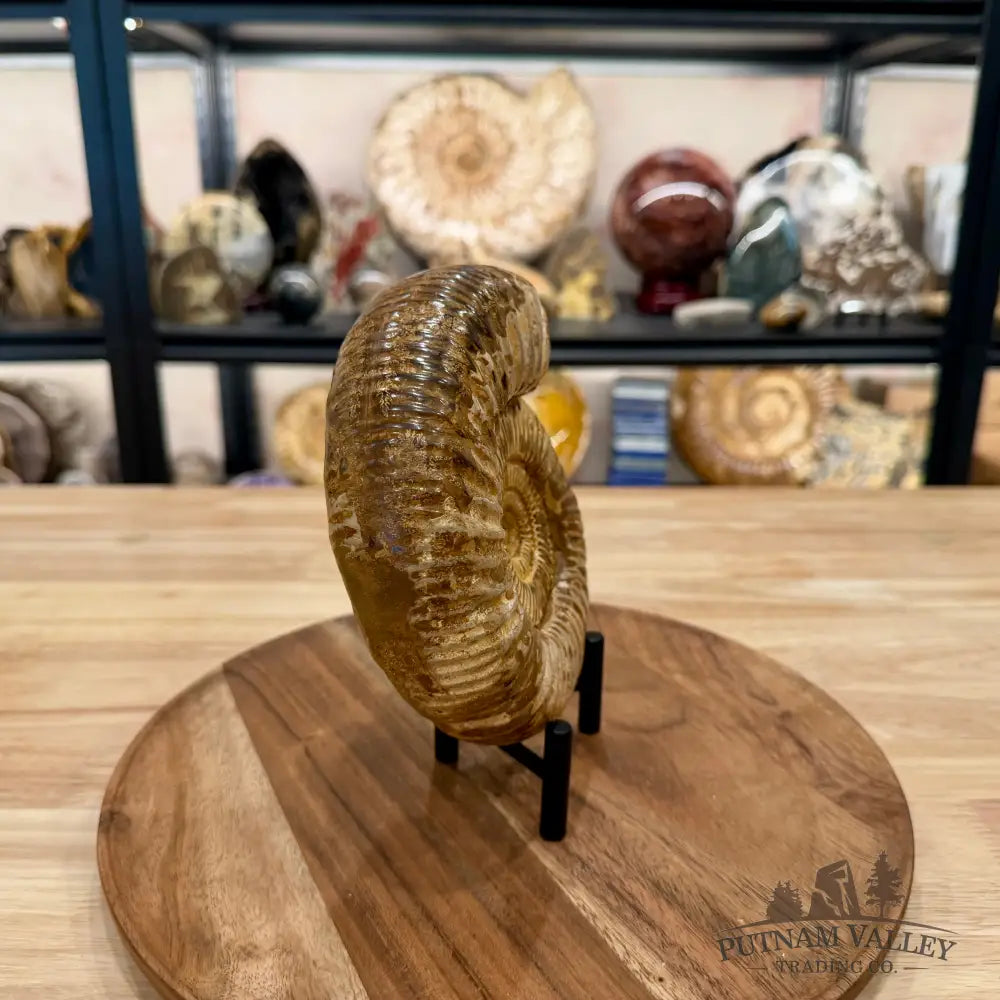 Jurassic Ammonite Fossil 6.45’’ - Fossil Specimen