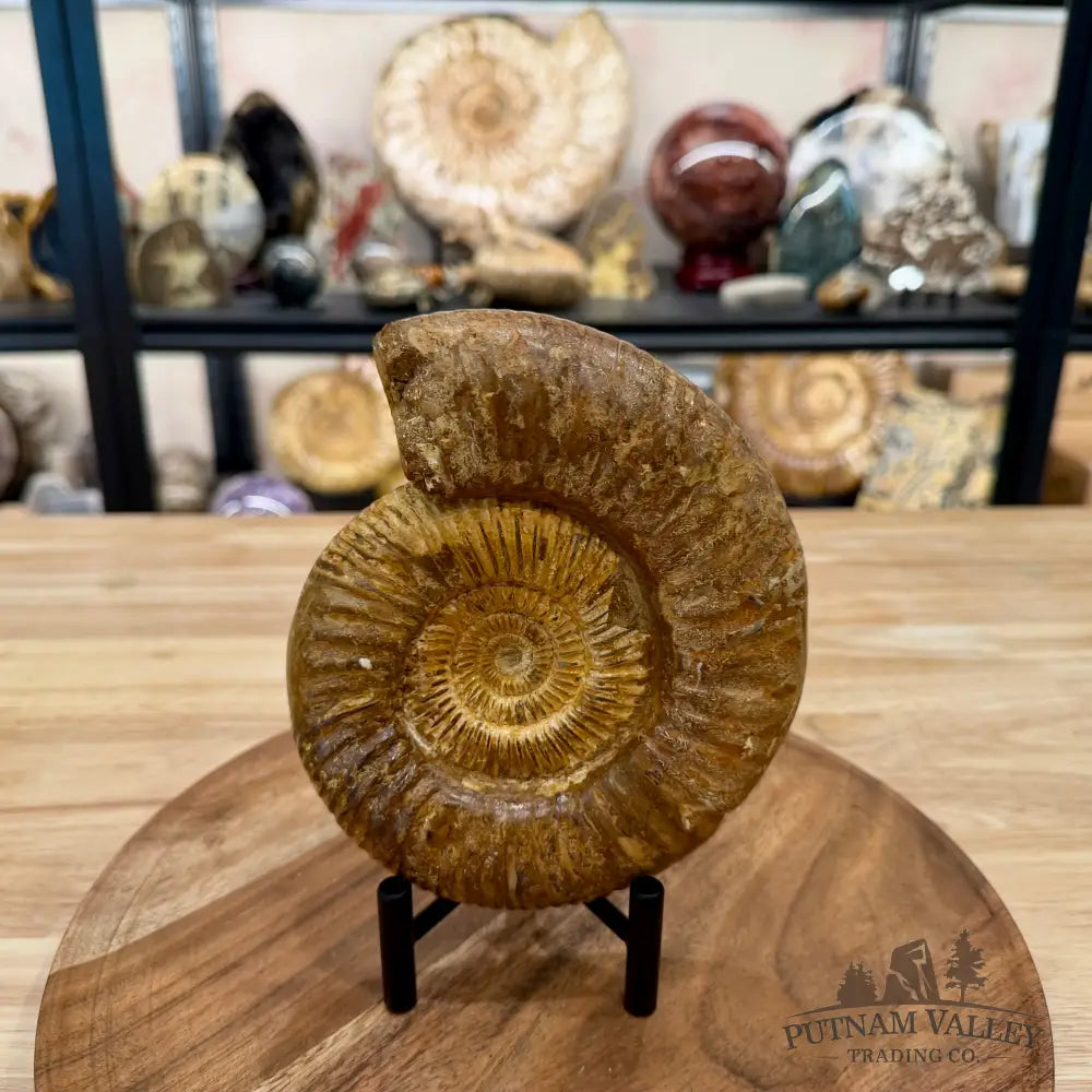 Jurassic Ammonite Fossil 6.45’’ - Fossil Specimen