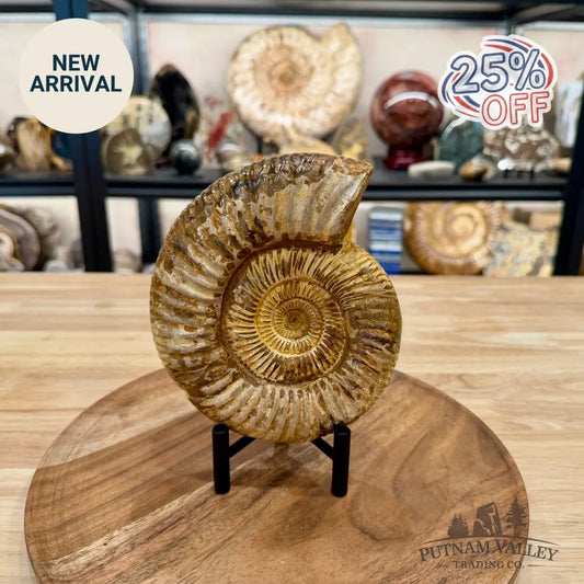 Jurassic Ammonite Fossil 6.45’’ - Fossil Specimen