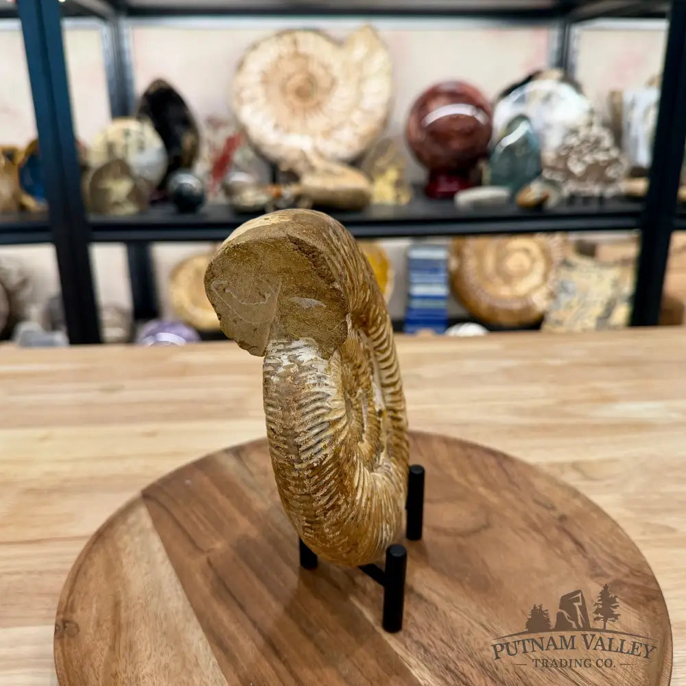 Jurassic Ammonite Fossil 6.46’’ - Fossil Specimen