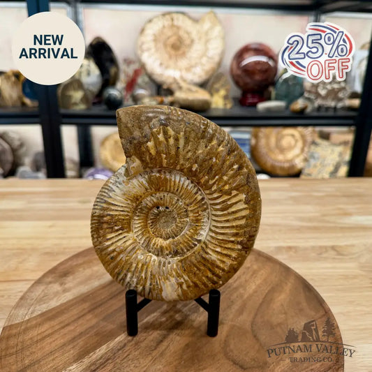 Jurassic Ammonite Fossil 6.46’’ - Fossil Specimen