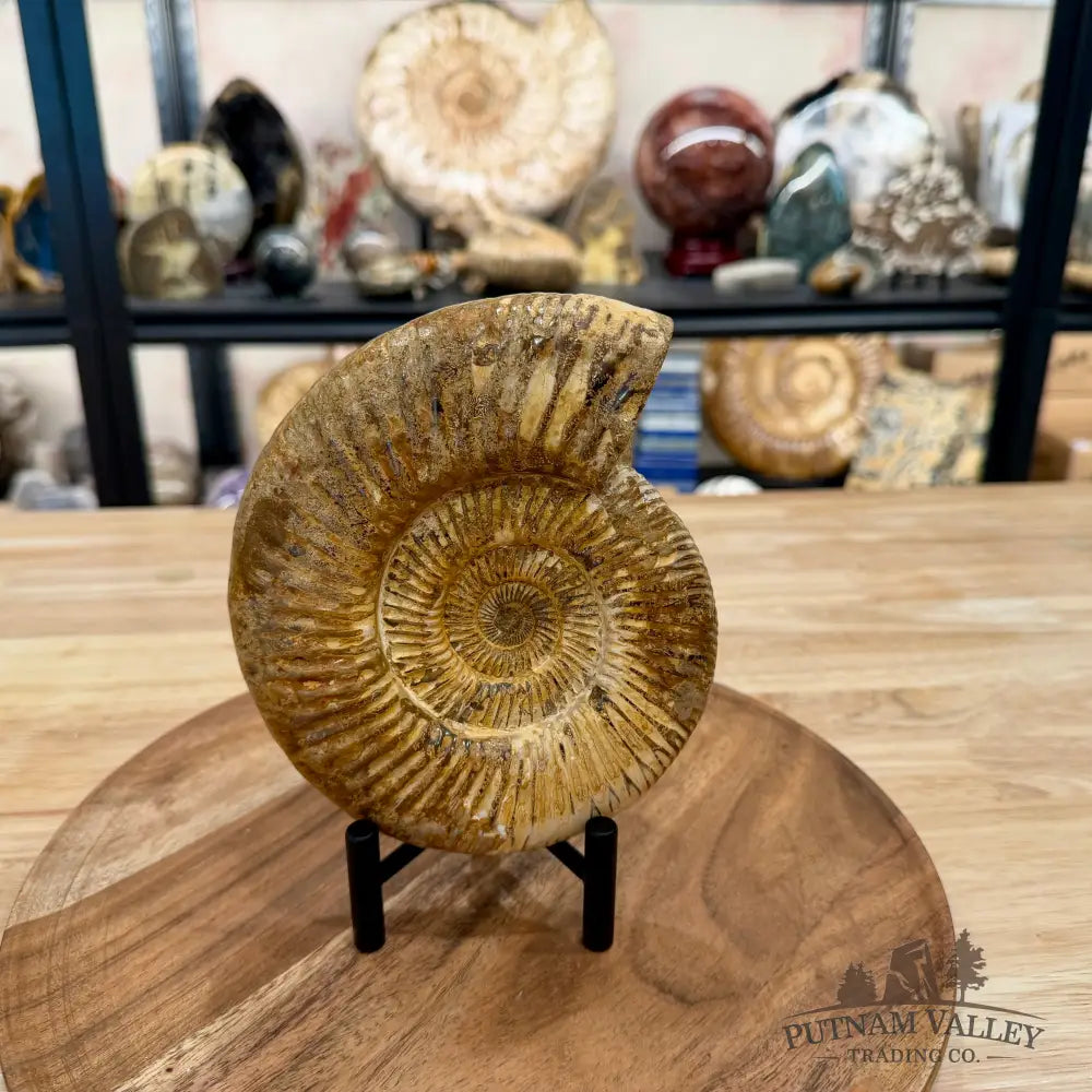 Jurassic Ammonite Fossil 6.46’’ - Fossil Specimen