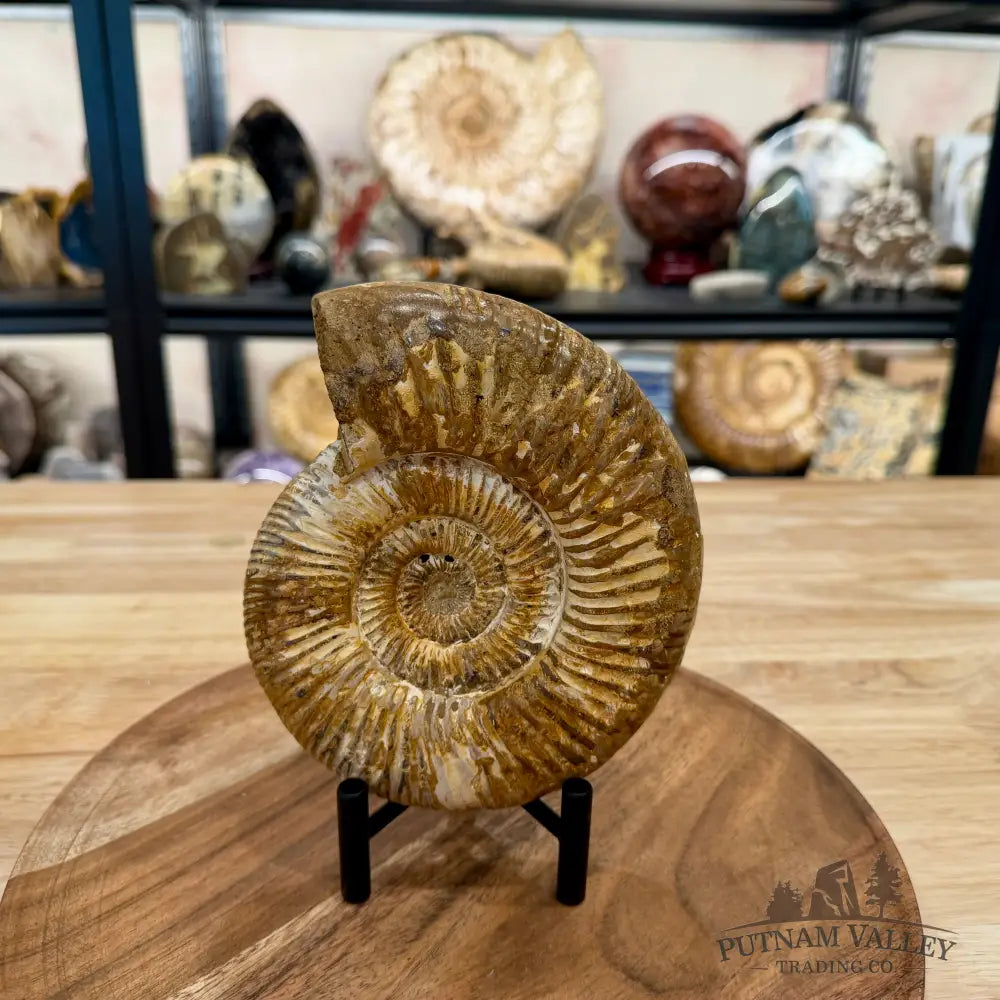 Jurassic Ammonite Fossil 6.46’’ - Fossil Specimen