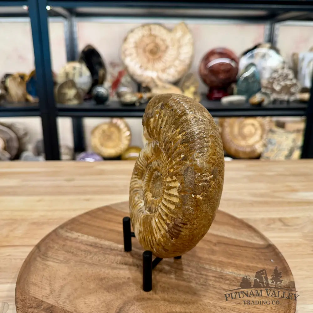 Jurassic Ammonite Fossil 6.46’’ - Fossil Specimen
