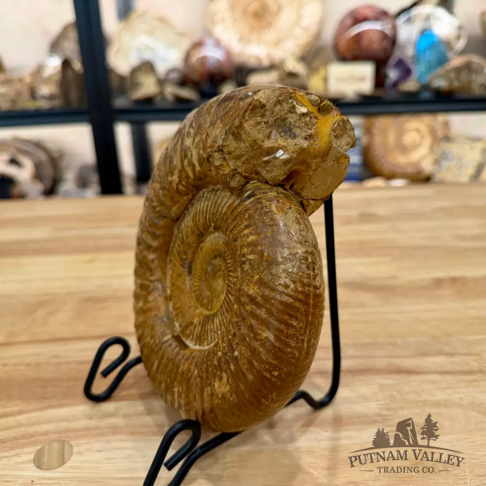 Jurassic Ammonite Fossil 6.77’’ - Fossil Specimen