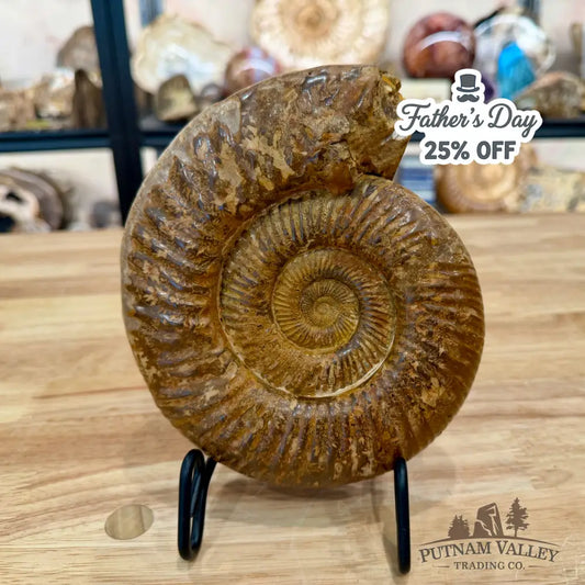 Jurassic Ammonite Fossil 6.77’’ - Fossil Specimen