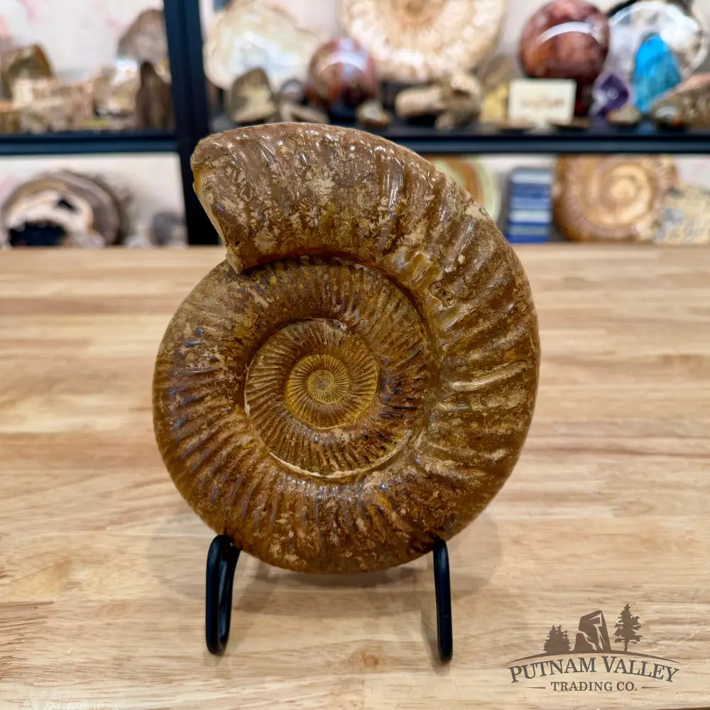 Jurassic Ammonite Fossil 6.77’’ - Fossil Specimen