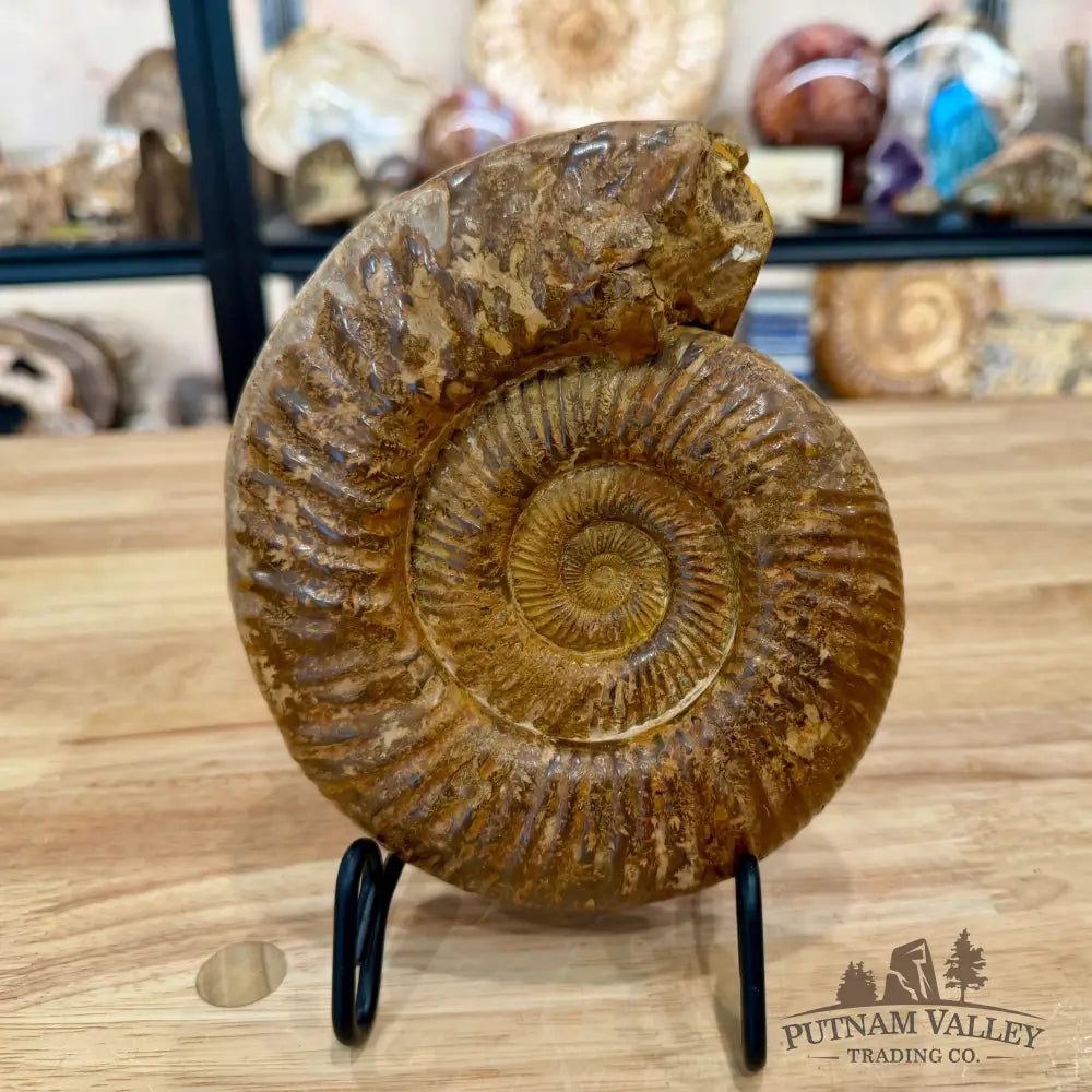 Jurassic Ammonite Fossil 6.77’’ - Fossil Specimen
