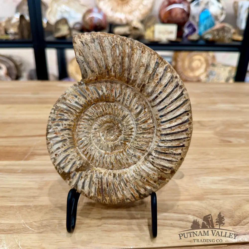 Jurassic Ammonite Fossil 6.81’’ - Fossil Specimen