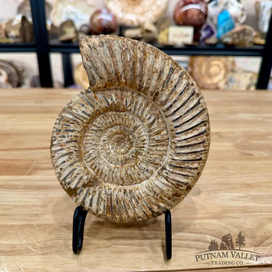Jurassic Ammonite Fossil 6.81’’ - Fossil Specimen