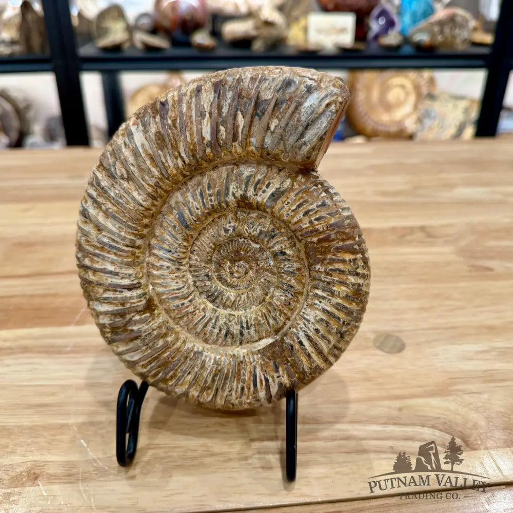 Jurassic Ammonite Fossil 6.81’’ - Fossil Specimen