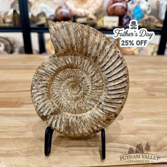 Jurassic Ammonite Fossil 6.81’’ - Fossil Specimen