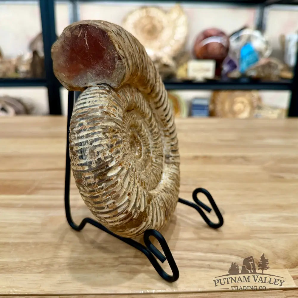Jurassic Ammonite Fossil 6.81’’ - Fossil Specimen