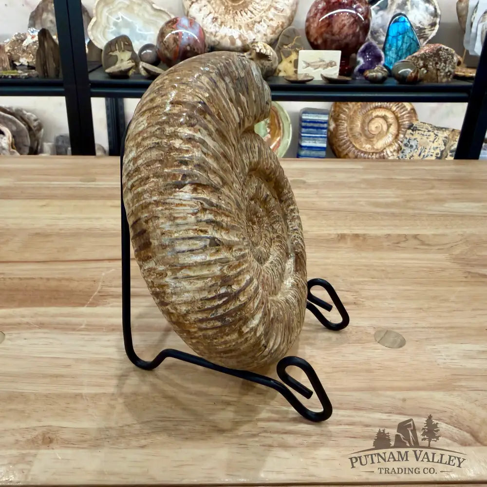 Jurassic Ammonite Fossil 6.81’’ - Fossil Specimen