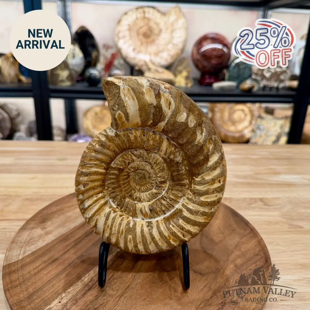 Jurassic Ammonite Fossil 7.08’’ - Fossil Specimen