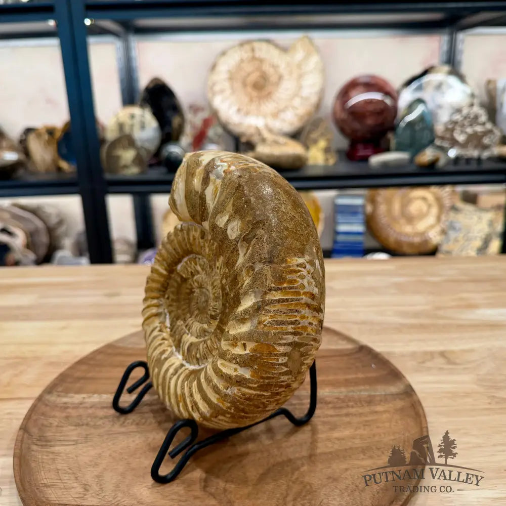 Jurassic Ammonite Fossil 7.08’’ - Fossil Specimen