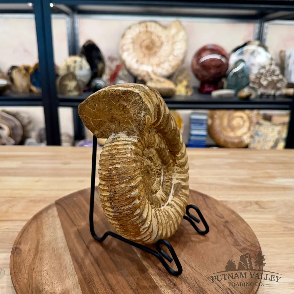 Jurassic Ammonite Fossil 7.08’’ - Fossil Specimen