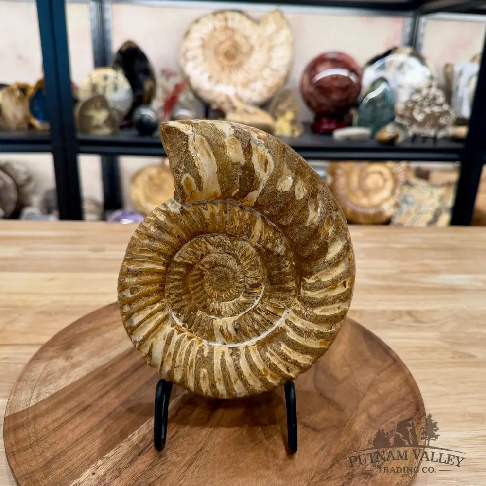 Jurassic Ammonite Fossil 7.08’’ - Fossil Specimen