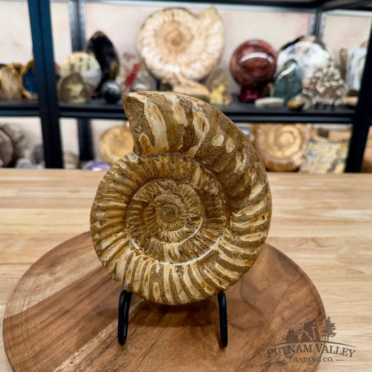 Jurassic Ammonite Fossil 7.08’’ - Fossil Specimen