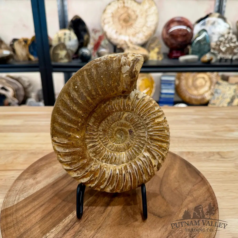 Jurassic Ammonite Fossil 7.08’’ - Fossil Specimen