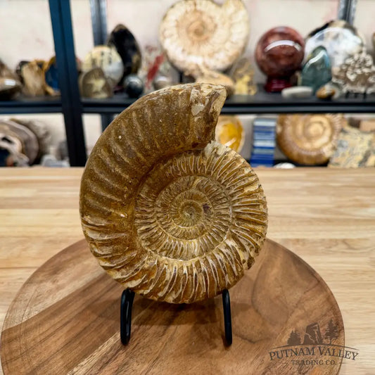 Jurassic Ammonite Fossil 7.08’’ - Fossil Specimen