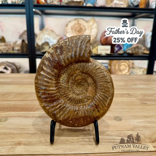 Jurassic Ammonite Fossil 7.18’’ - Fossil Specimen