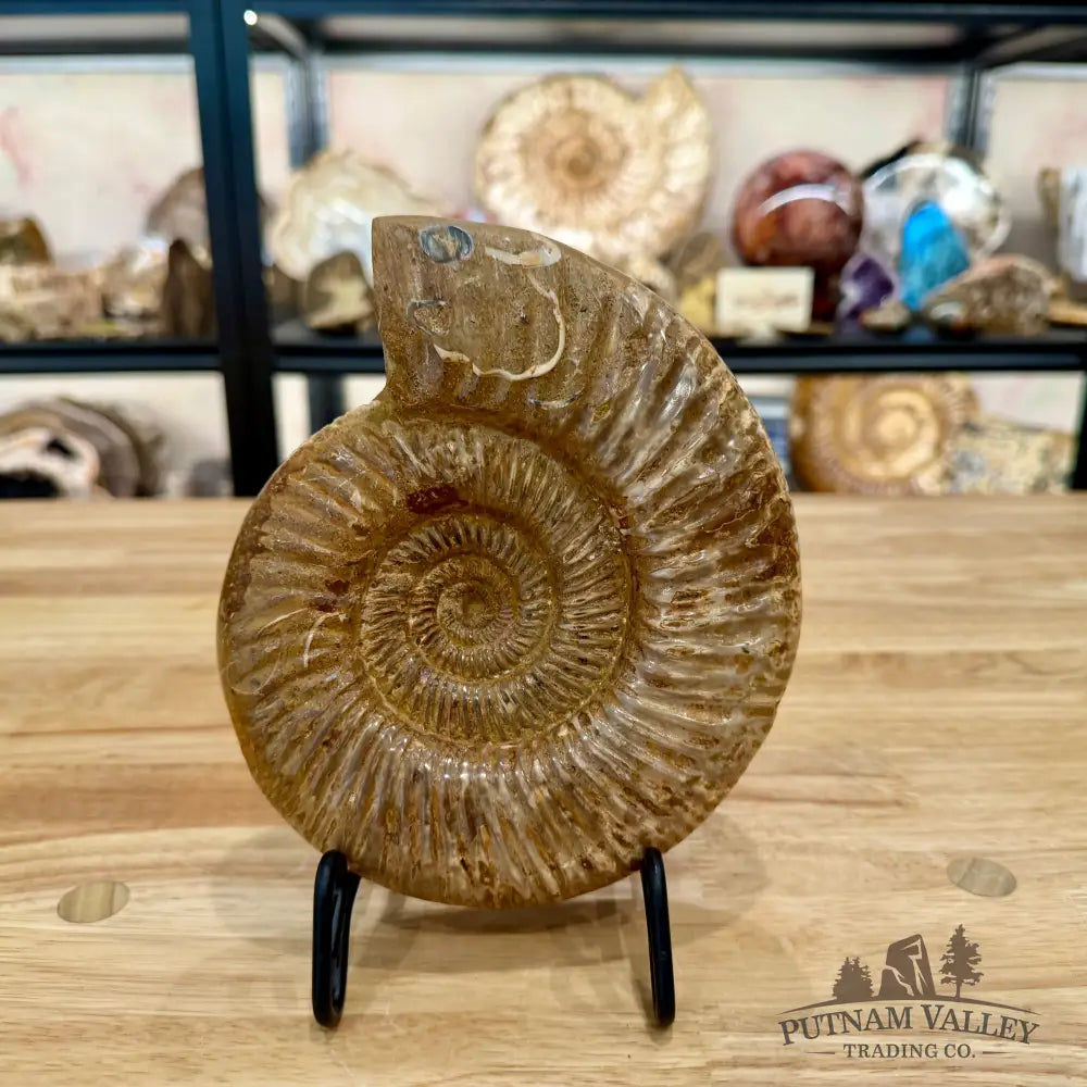 Jurassic Ammonite Fossil 7.18’’ - Fossil Specimen