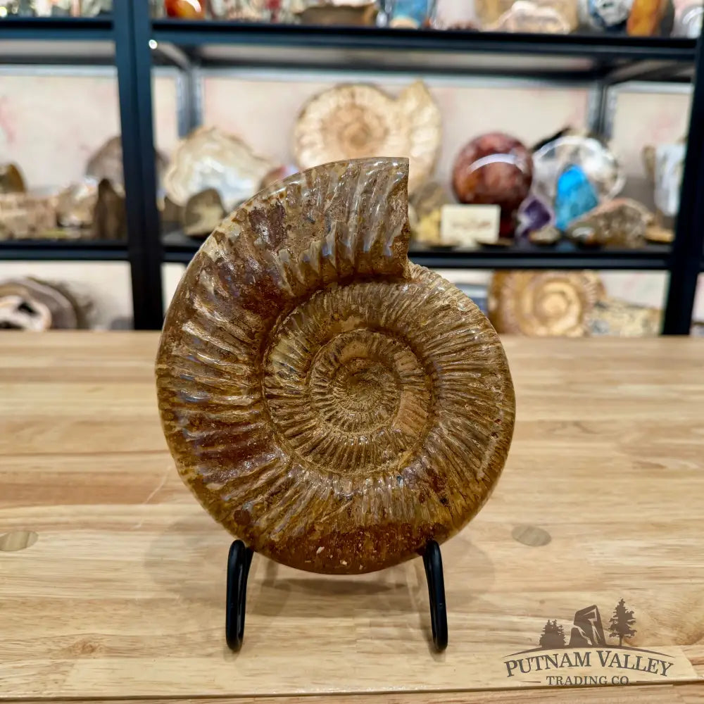 Jurassic Ammonite Fossil 7.18’’ - Fossil Specimen