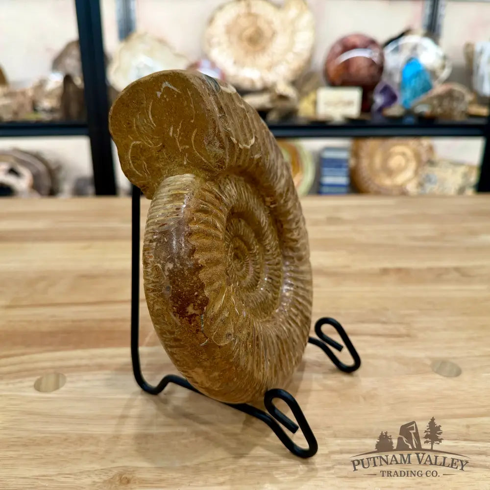 Jurassic Ammonite Fossil 7.18’’ - Fossil Specimen