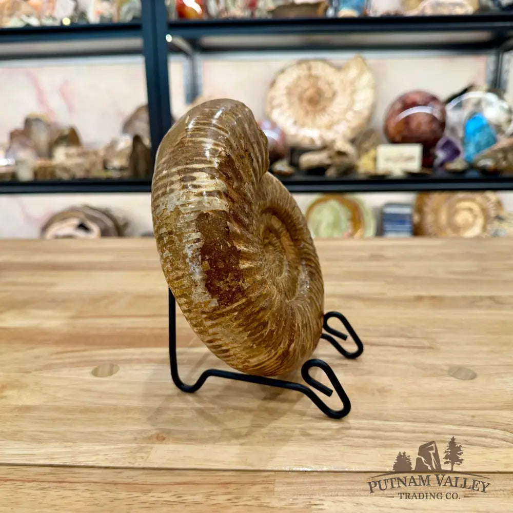 Jurassic Ammonite Fossil 7.18’’ - Fossil Specimen