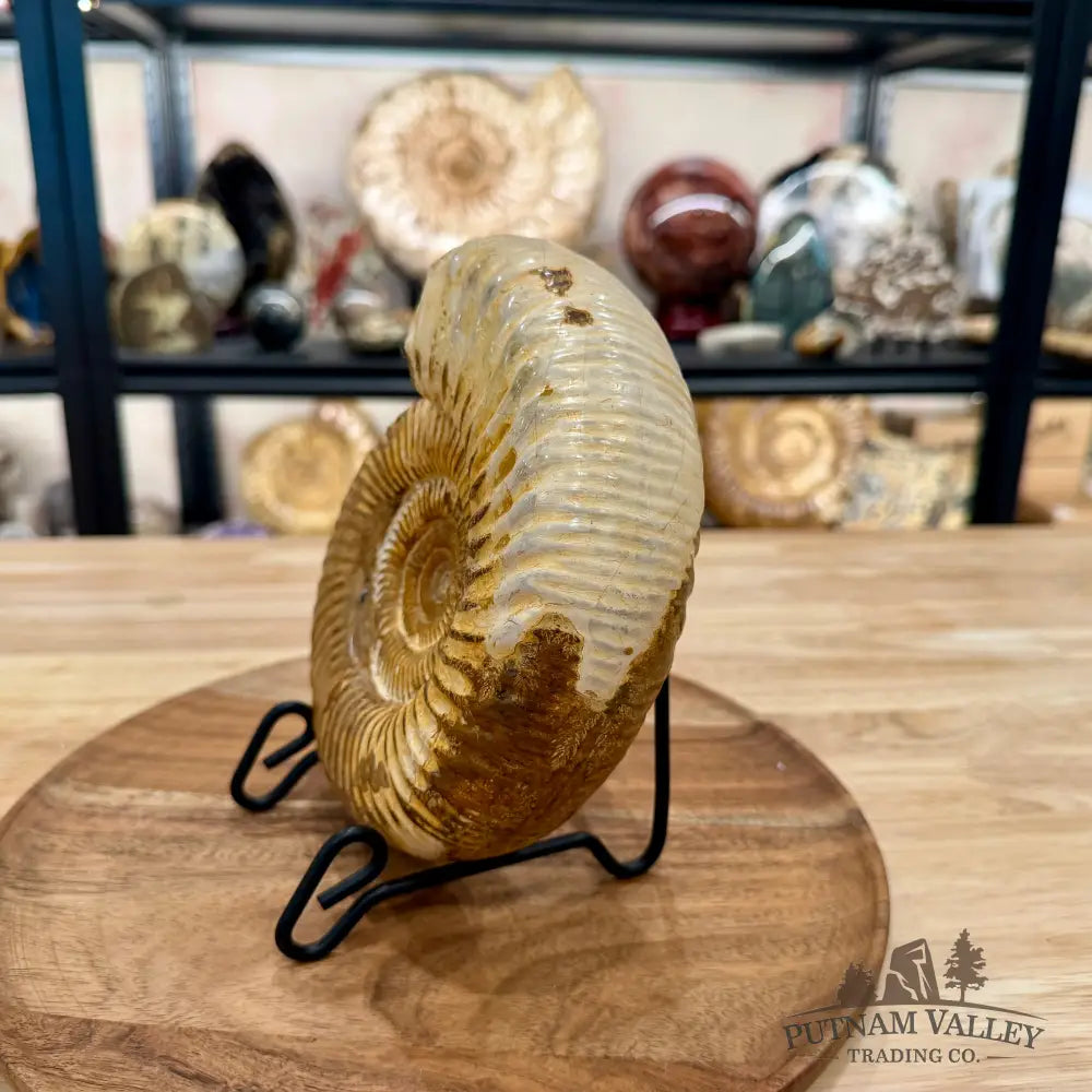 Jurassic Ammonite Fossil 7.2’’ - Fossil Specimen