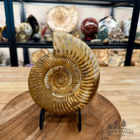 Jurassic Ammonite Fossil 7.2’’ - Fossil Specimen