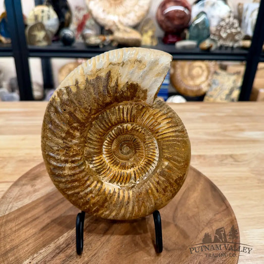 Jurassic Ammonite Fossil 7.2’’ - Fossil Specimen