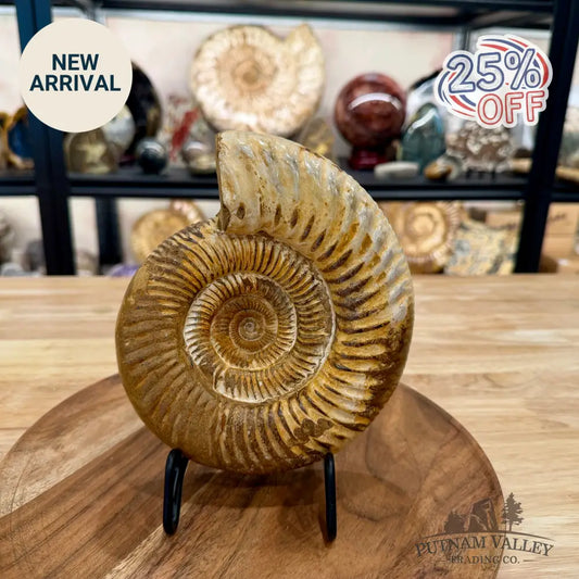 Jurassic Ammonite Fossil 7.2’’ - Fossil Specimen