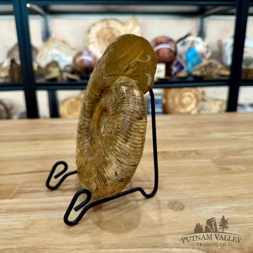 Jurassic Ammonite Fossil 7.35’’ - Fossil Specimen