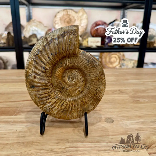 Jurassic Ammonite Fossil 7.35’’ - Fossil Specimen
