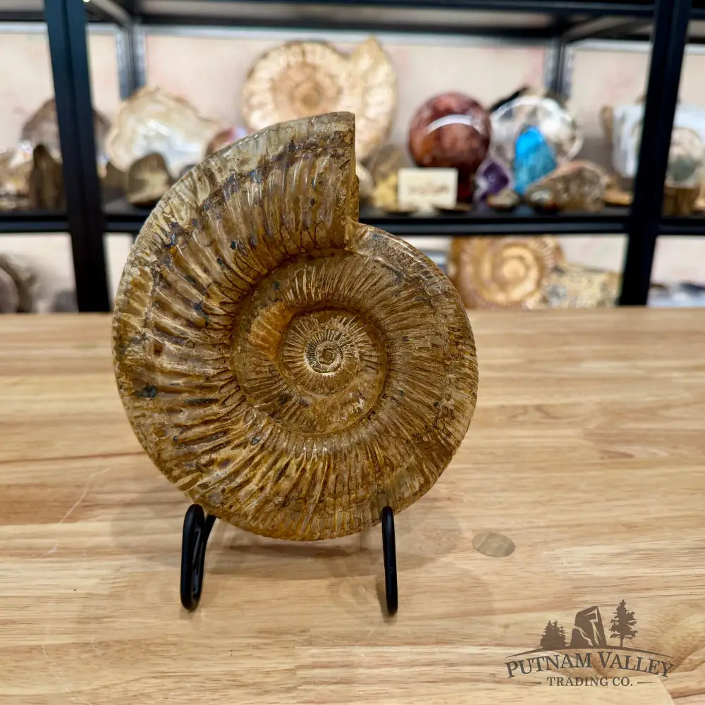 Jurassic Ammonite Fossil 7.35’’ - Fossil Specimen