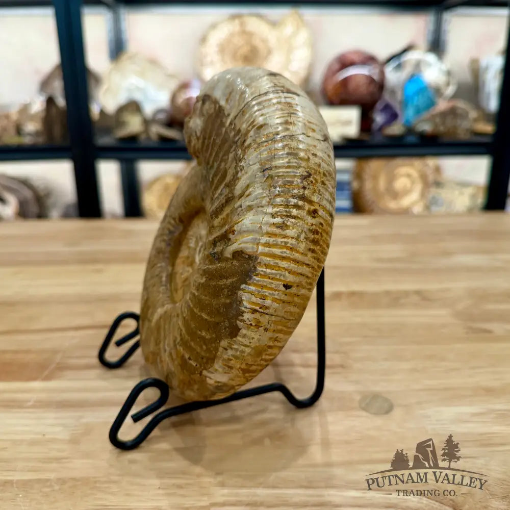 Jurassic Ammonite Fossil 7.35’’ - Fossil Specimen