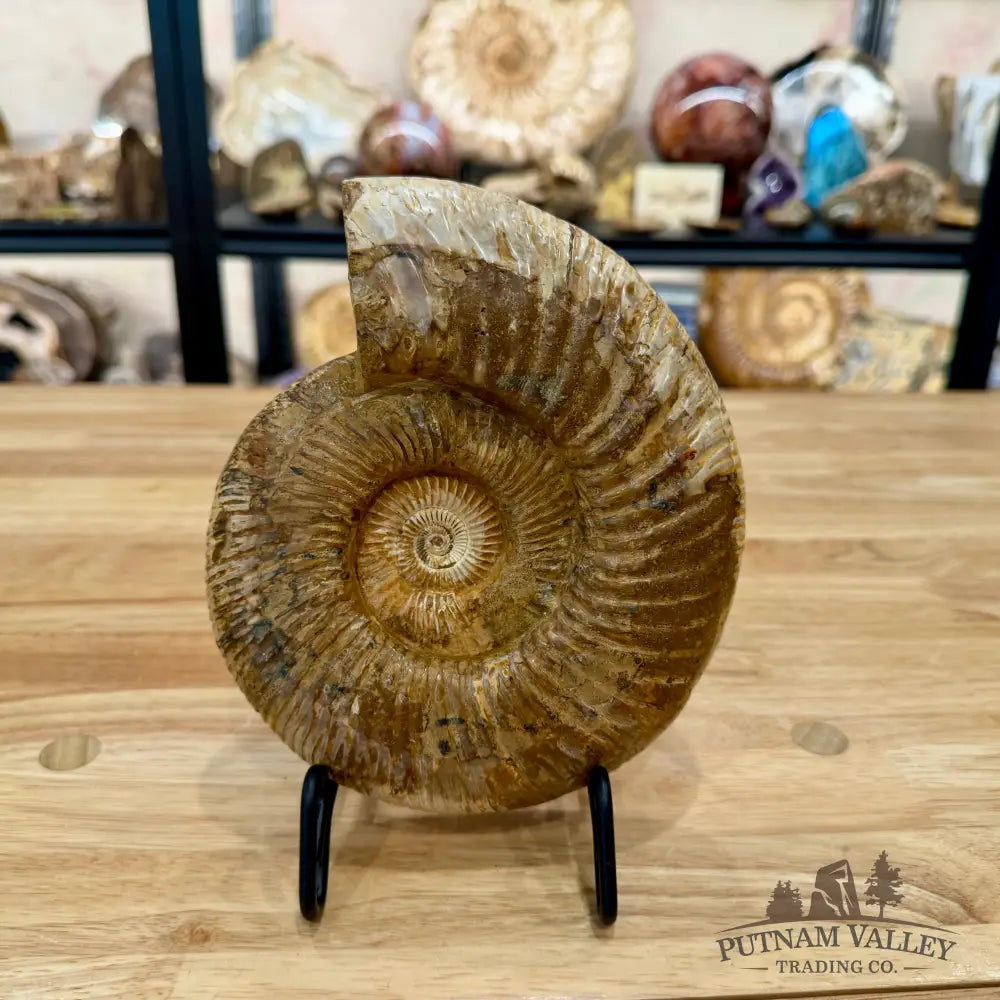 Jurassic Ammonite Fossil 7.35’’ - Fossil Specimen